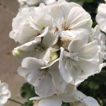 Calloway's Nursery - Nurseries & Gardening Near Me - Plano, Texas Calloway's Nursery - Nurseries & Gardening Near Me - Plano, Texas
