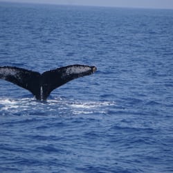 Captain Dan McSweeney's Whale Watching Adventures - Momma humpback