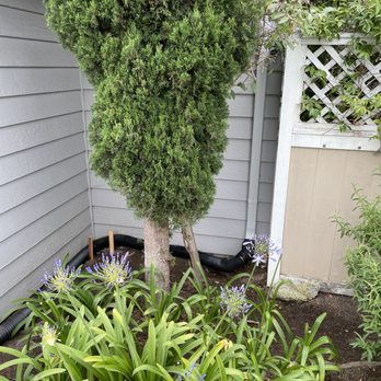 Pena Tree Service - close up   Before - Tree Services Near Me