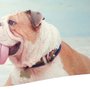 Photo of Bird Rock Animal Hospital