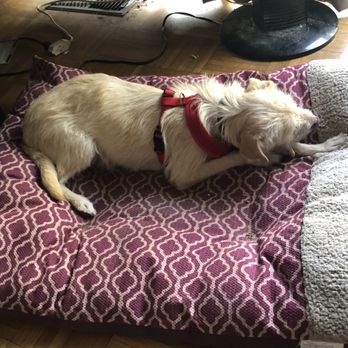 Animal Care League - This is Bree in her new home - Animal Shelters Near Me - Oak Park, Illinois