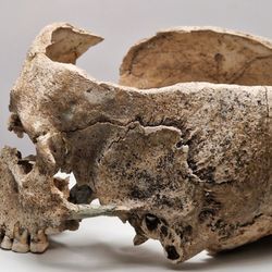 Museum für Ur- und Frühgeschichte