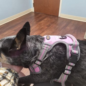 Belmont Small Animal Hospital: Trusted Care for Your Pets