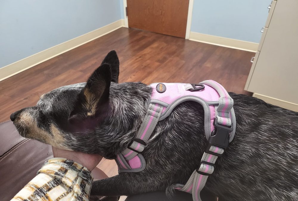 BELMONT SMALL ANIMAL HOSPITAL Updated October 2024 1108 Fwy Dr