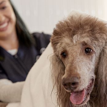 Petco - Pet Groomers Near Me - Clarksville, Tennessee Petco - Pet Groomers Near Me - Clarksville, Tennessee