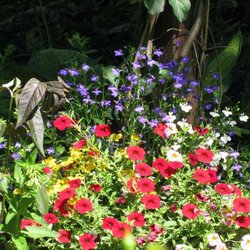 URANIA-Planetarium - Bunte Blumen!!! :)