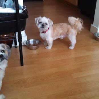 Your Pet's Best Friend - Simba! - Dog Walkers Near Me Your Pet's Best Friend - Simba! - Dog Walkers Near Me