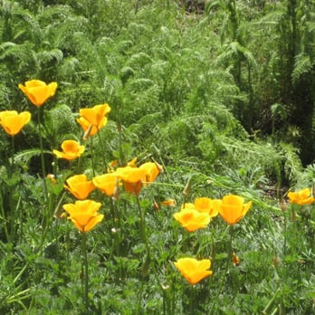 Shipley Nature Center - Spring time is here... California poppies are at Shipley right now. - Community Service/Non-Profit Near Me - Huntington Beach, California Shipley Nature Center - Spring time is here... California poppies are at Shipley right now. - Community Service/Non-Profit Near Me - Huntington Beach, California