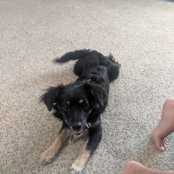 Soft Paws Rescue - Animal Shelters Near Me - Santa Rosa, California