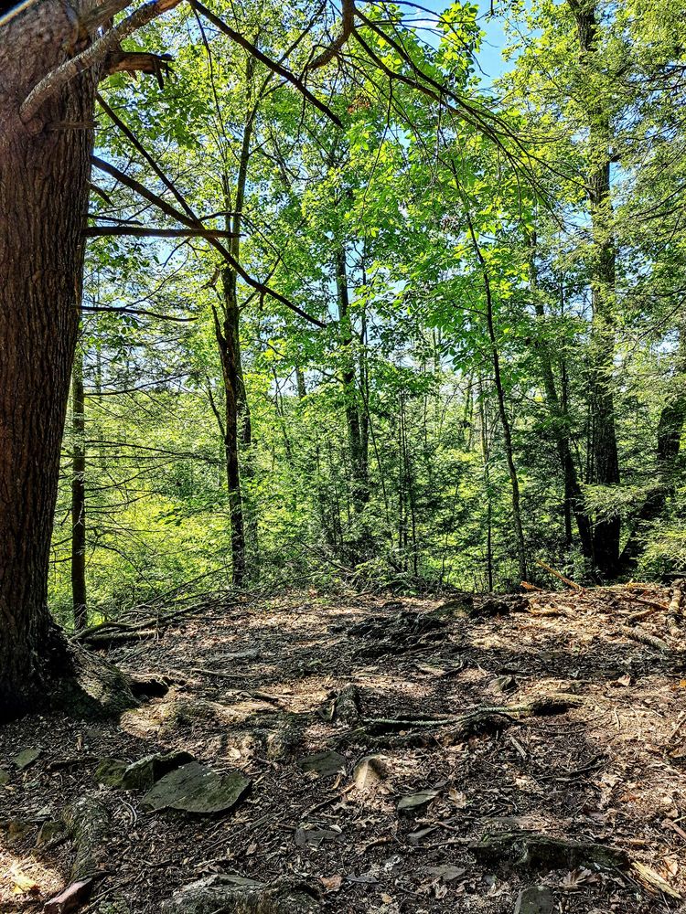 TANNERSVILLE CRANBERRY BOG PRESERVE Updated September 2024 26