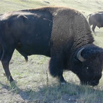 CSKT Bison Range - Kids Activities Near Me - Charlo, Montana