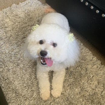 Paws At Main - Pet Groomers Near Me - Corona, California Paws At Main - Pet Groomers Near Me - Corona, California