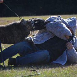 Midgard K9 Solutions