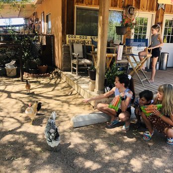 The Dirty Dawg Salon - Pet Sitting Near Me - Chandler, Arizona