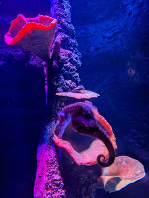 SEA LIFE San Antonio by null