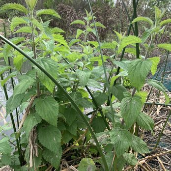 Fairview Park - Stinging nettle! Comes up on the trail from time to time. Stay clear! - Parks Near Me - Costa Mesa, California Fairview Park - Stinging nettle! Comes up on the trail from time to time. Stay clear! - Parks Near Me - Costa Mesa, California