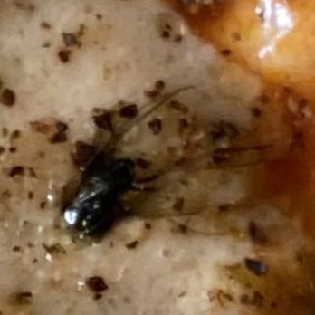 Another Broken Egg Cafe - An even closer view of A bug in my shrimp and grits - Cafes Near Me - Lake Mary, Florida
