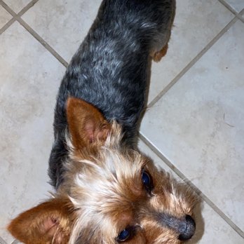 Clip-N-Dip Grooming - Pet Groomers Near Me - Temple, Texas