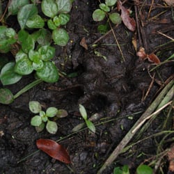 Florida Panther National Wildlife Refuge - Hot on the trail of a deer with second print.  These are palm of the hand size.