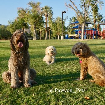 Pawvón Pets - Doodle Hangouts & Play Dates! - Pet Sitting Near Me Pawvón Pets - Doodle Hangouts & Play Dates! - Pet Sitting Near Me