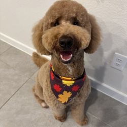 Dogtopia - Teddy bear cut