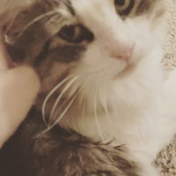 The Rescue House - Cat - Pet Adoption Near Me