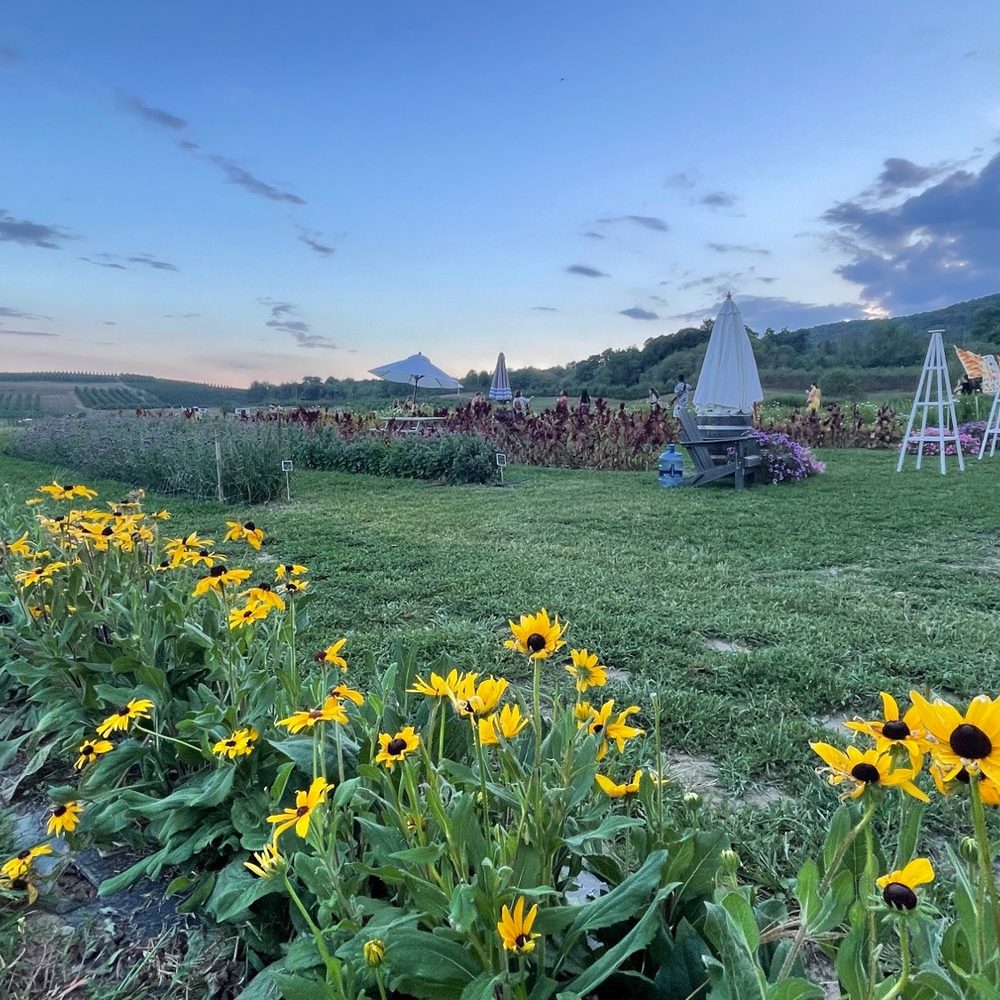 Hudson Wildflower Co - Rows and rows of specialty flowers - Florists Near Me - Milton, New York