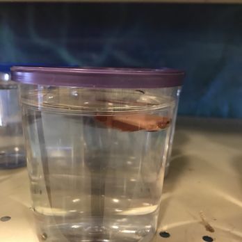 PetSmart - Pet Stores Near Me - Mesa, Arizona
