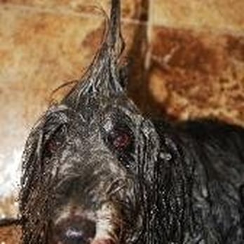 Pet Camp - Now offering great grooming too! - Pet Training Near Me - Saint Augustine, Florida Pet Camp - Now offering great grooming too! - Pet Training Near Me - Saint Augustine, Florida
