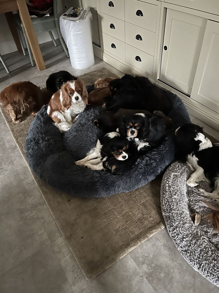 THE CALMING DOG BED 12 Photos 275 Alfred Street, North Sydney New