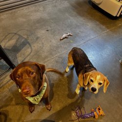 Lynnwood Brewing Concern - Dog Friendly
