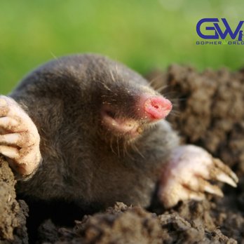 Gopher World - Pest Control Near Me - Lafayette, California Gopher World - Pest Control Near Me - Lafayette, California