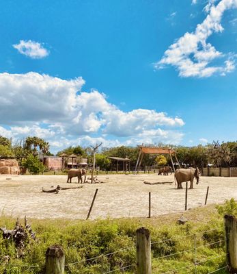 ZooTampa at Lowry Park by null