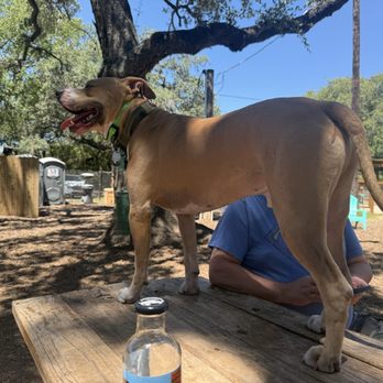 The Watering Bowl - The Watering Bowl dog park, Austin, Tx - Dog Parks Near Me - Austin, Texas The Watering Bowl - The Watering Bowl dog park, Austin, Tx - Dog Parks Near Me - Austin, Texas