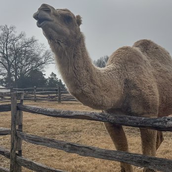 George Washington's Mount Vernon - solitary camel (camels are social/herd animals) - Museums Near Me - Mount Vernon, Virginia