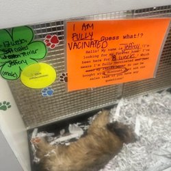 Cedar Pet Supply - Abused dog