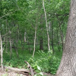 Lake Of The Woods Golf Course