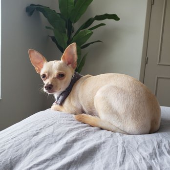 Dog's Best Friend - Pet Groomers Near Me - North Miami, Florida
