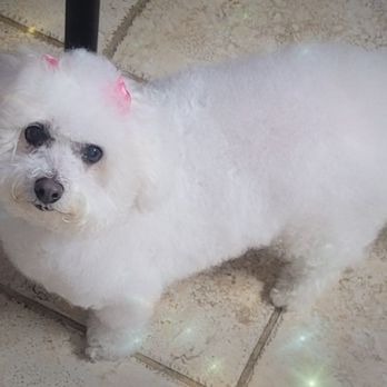Pet Bath & Beyond - Good service and easy way to do appointments online. - Pet Groomers Near Me - San Antonio, Texas Pet Bath & Beyond - Good service and easy way to do appointments online. - Pet Groomers Near Me - San Antonio, Texas