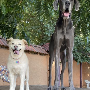 Redlands Rover Ranch - Pet Boarding Near Me