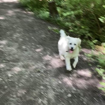 Mccormick Forest Off Leash Dog Area - This photo was actually a video! Apparently I only took videos! - Dog Parks Near Me - Gig Harbor, Washington