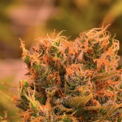 Rocky Mountain High Dispensary - Cannabis Station - Sour Tangie