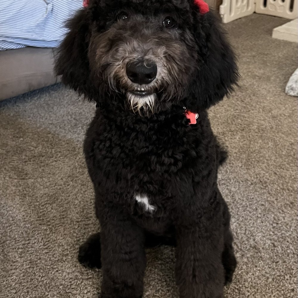 DoggieStylez - Labradoodle first haircut with Brittany - Pet Groomers Near Me - Anaheim, California DoggieStylez - Labradoodle first haircut with Brittany - Pet Groomers Near Me - Anaheim, California