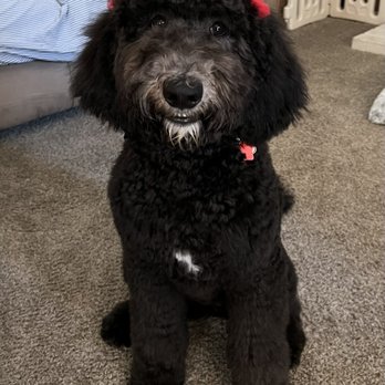 DoggieStylez - Labradoodle first haircut with Brittany - Pet Groomers Near Me - Anaheim, California DoggieStylez - Labradoodle first haircut with Brittany - Pet Groomers Near Me - Anaheim, California