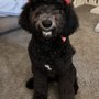 Photo of DoggieStylez