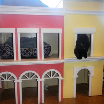 The Witty Whisker Cat Cafe - Themed Cafes Near Me - St. Augustine, Florida