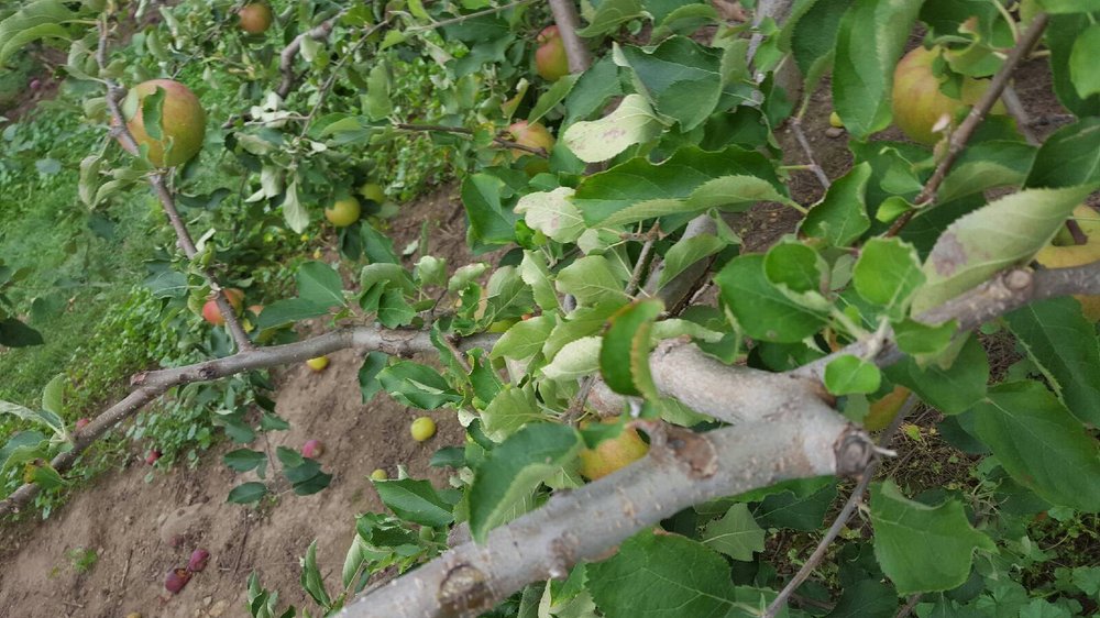 ORCHALAW FARM Updated August 2024 9726 Heritage Road, Brampton