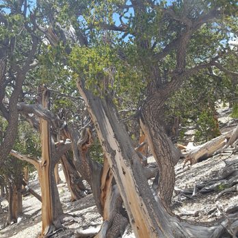 Raintree via North Loop - Hiking Near Me - Mt. Charleston, Nevada