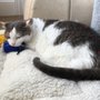 Pets In Balance