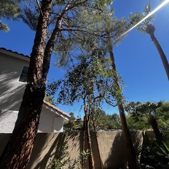 WestCo Tree Service - Eucalyptus tree, thin and supported, and is now upright - Tree Services Near Me WestCo Tree Service - Eucalyptus tree, thin and supported, and is now upright - Tree Services Near Me